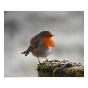 Impression Photo Robin Frosty