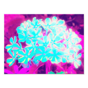 Impression Photo Robin's Oeuf Blue Peppermenthe Twist Phlox Flowers