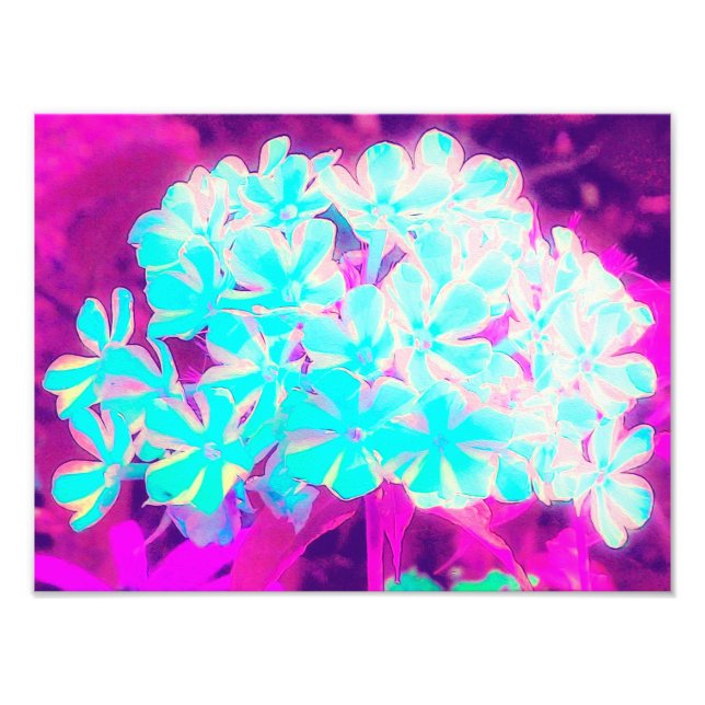 Impression Photo Robin's Oeuf Blue Peppermenthe Twist Phlox Flowers (Devant)