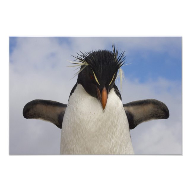 Impression Photo Rockhopper Penguin Eudyptes chrysocome (Devant)