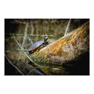 Impression Photo Rondin de tortue