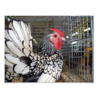 Impression Photo Rooster noir et blanc avec queue montrée en cage