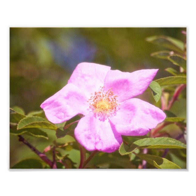 Impression Photo Rose (Devant)