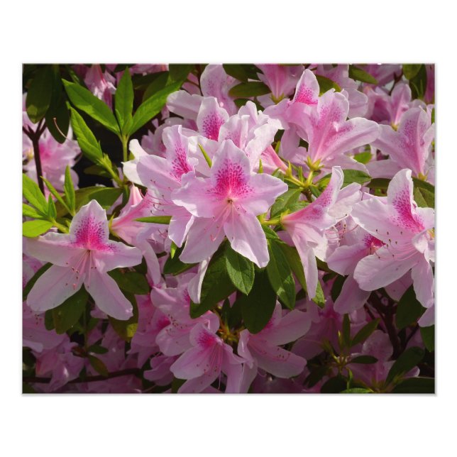 Impression Photo Rose Azalea Bush printemps floral (Devant)