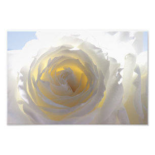 Impression Photo Rose blanc élégant