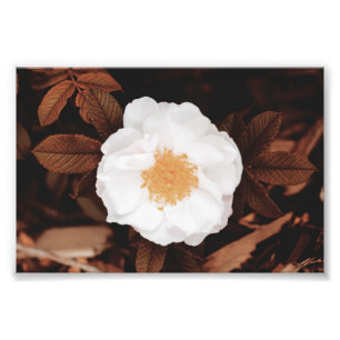 Impression Photo Rose Blanc Sauvage Sur Feuilles D'Automne Tonées D