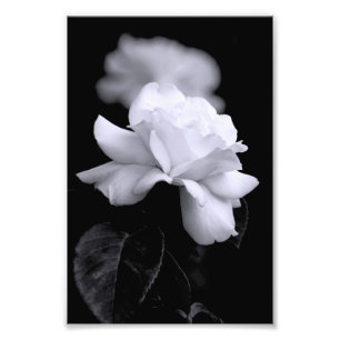 Impression Photo Rose blanche