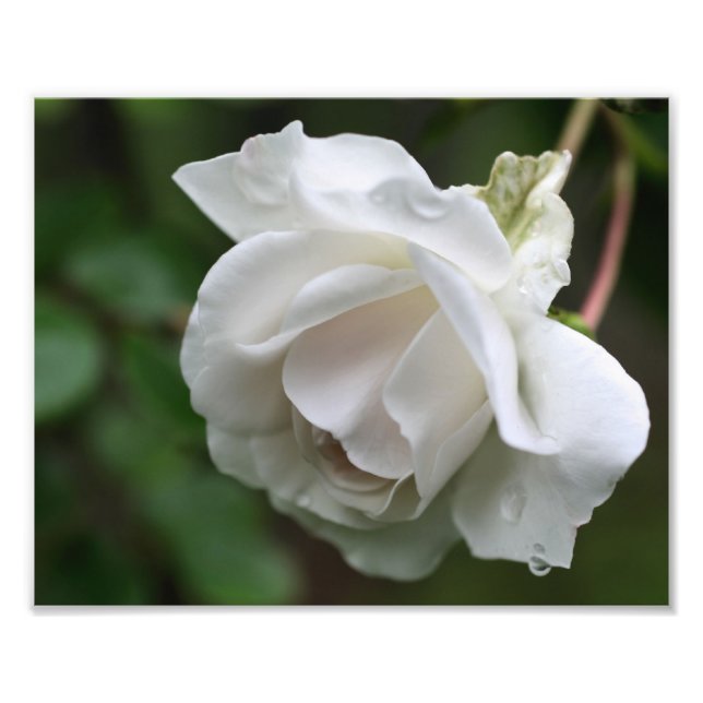 Impression Photo Rose blanche avec Raindrops Floral 8x10 (Devant)