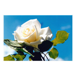 Impression Photo Rose blanche sous ciel bleu