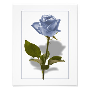 Impression Photo Rose bleu d'Enchantement