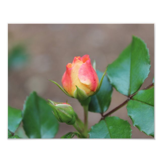 Impression photo rose Buds (Devant)