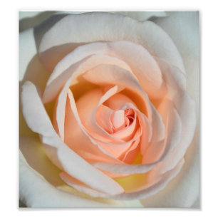 Impression Photo Rose-clair s'est levé