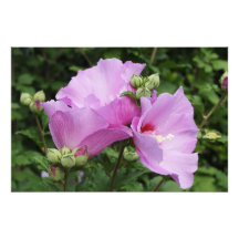Rose de Sharon 36"x24"