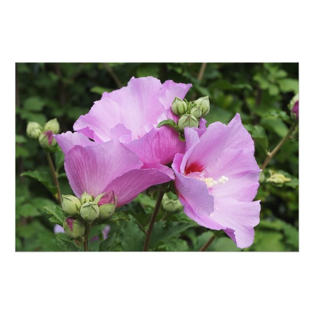 Impression Photo Rose de Sharon 36"x24" (Devant)