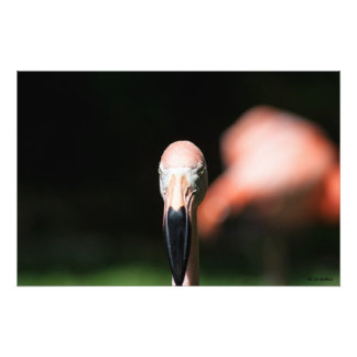 Impression Photo rose deux