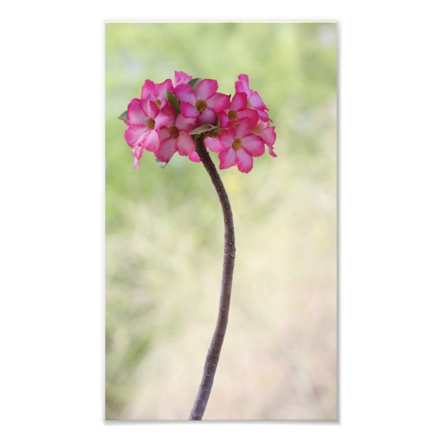 Impression Photo Rose du désert en rose (Devant)