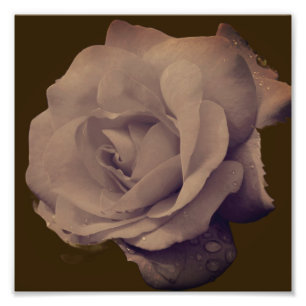 Impression Photo Rose En Fleur Avec Raindrops Vintage 8x8