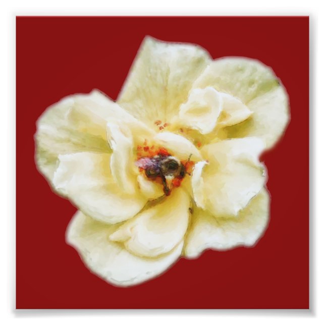 Impression Photo Rose et abeille (Devant)