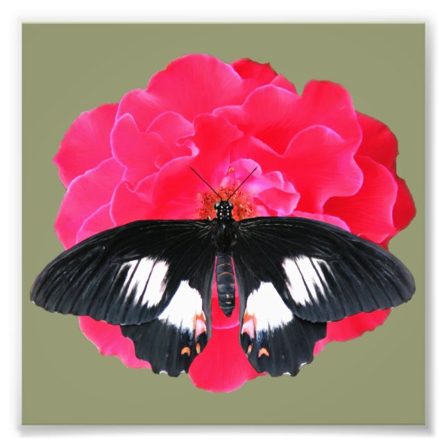 Impression Photo Rose et Swallowtail (Devant)