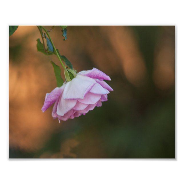 Impression Photo Rose le matin (Devant)