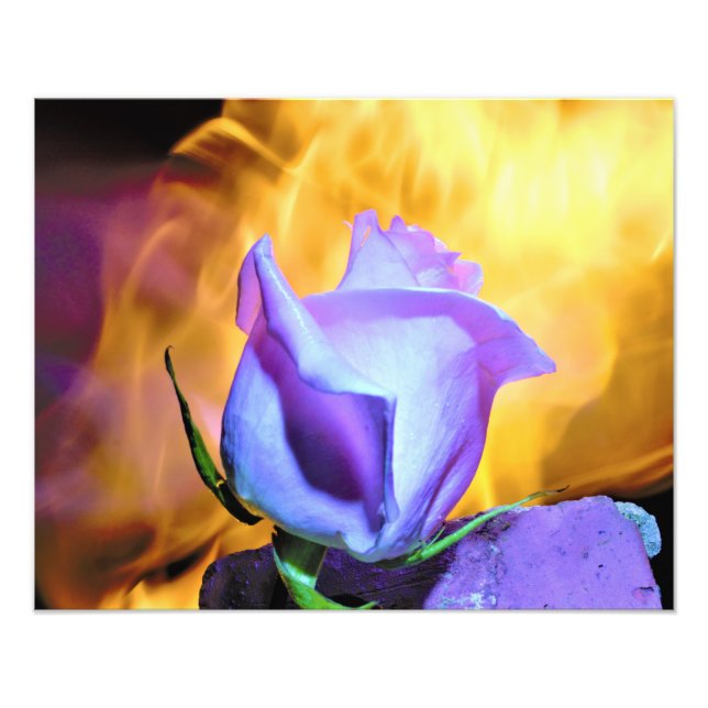 Impression Photo rose light of flames (Devant)