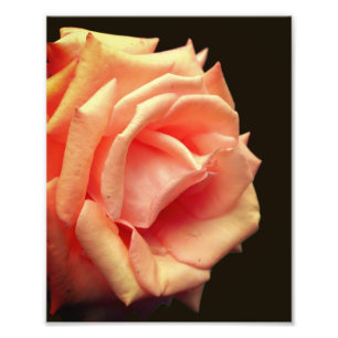 Impression Photo Rose Peach Dans Bloom 8x10