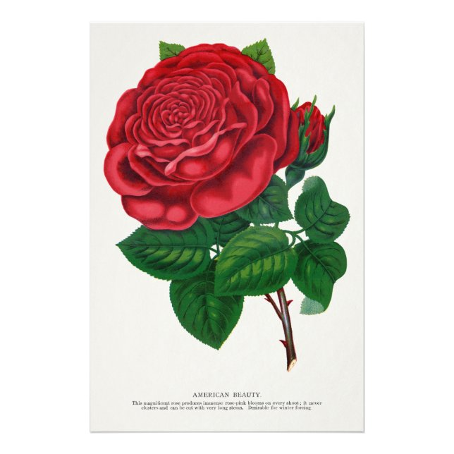Impression Photo Rose Print Rochester Lithographing and Printing Co (Devant)
