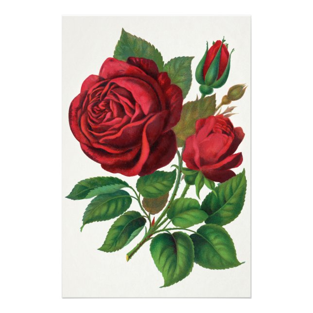 Impression Photo Rose Print Rochester Lithographing and Printing Co (Devant)