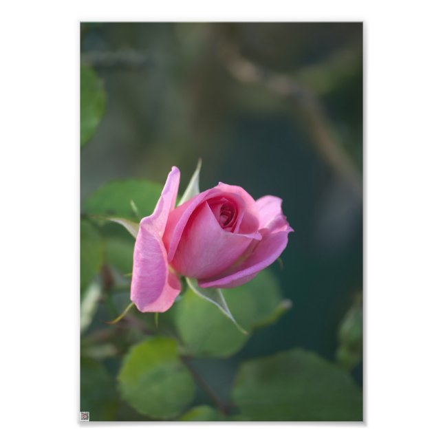 Impression Photo Rose rose (Devant)