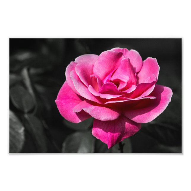 Impression photo Rose rose élégance (Devant)