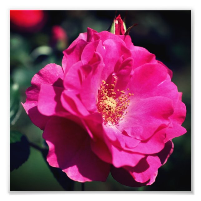 Impression Photo Rose rose en pleine fleur Fermer 8x8 (Devant)