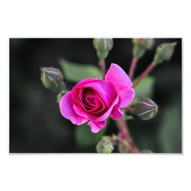 Impression photo Rose rose et bourgeons rose (Devant)