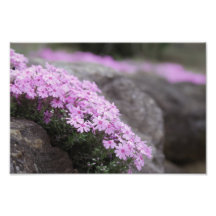 Rose rose / Fleurs Phlox