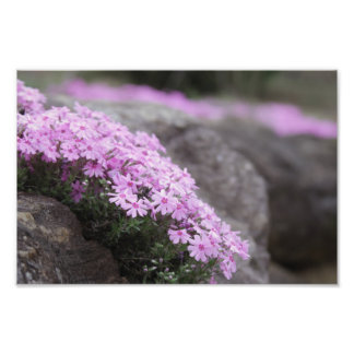 Impression Photo Rose rose / Fleurs Phlox