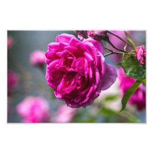 Impression photo rose rose photographique
