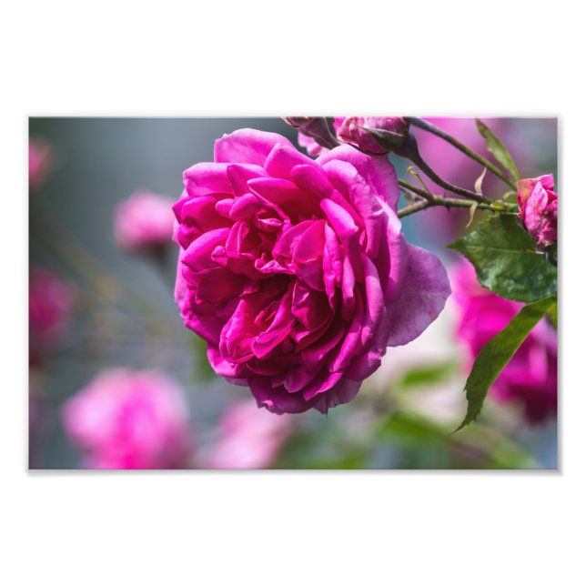 Impression photo rose rose photographique (Devant)