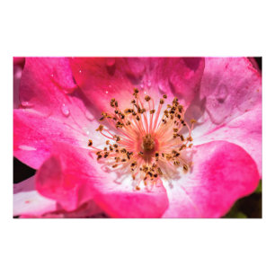 Impression Photo Rose rose rose