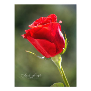 Impression Photo Rose rouge