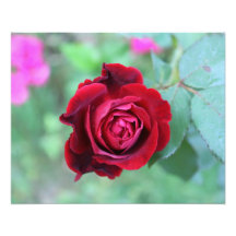 Rose rouge