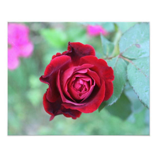 Impression Photo Rose rouge (Devant)