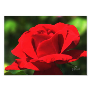 Impression Photo Rose rouge brillante