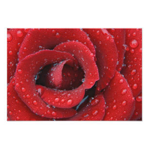 Impression Photo Rose rouge couverte de rosée décorant un lieu de s