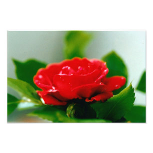 Impression Photo Rose rouge de la passion couverte de gouttes de ro