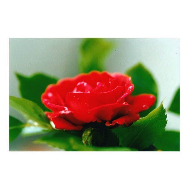 Impression Photo Rose rouge du matin recouverte de gouttes de rosée (Devant)