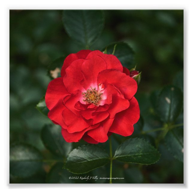 Impression Photo Rose rouge P6568 (Devant)
