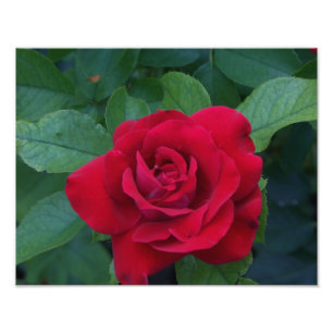 Impression Photo Rose rouge proche