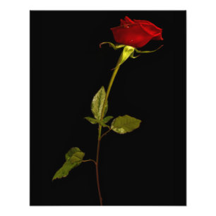 Impression Photo Rose unique