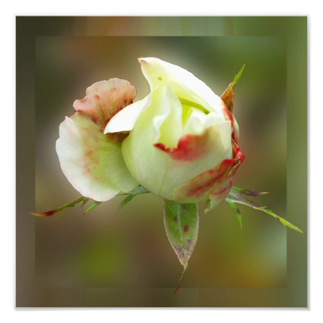 Impression Photo rosebud brillant (Devant)