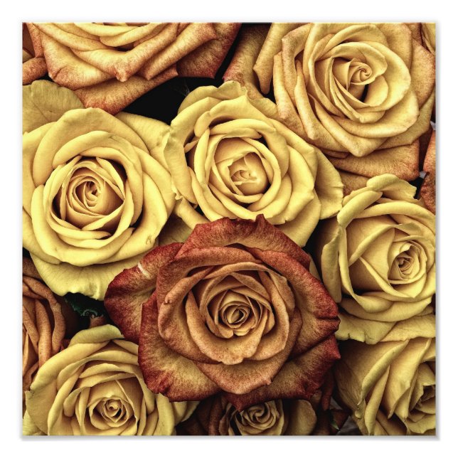 Impression Photo Roses Anciennes (Devant)