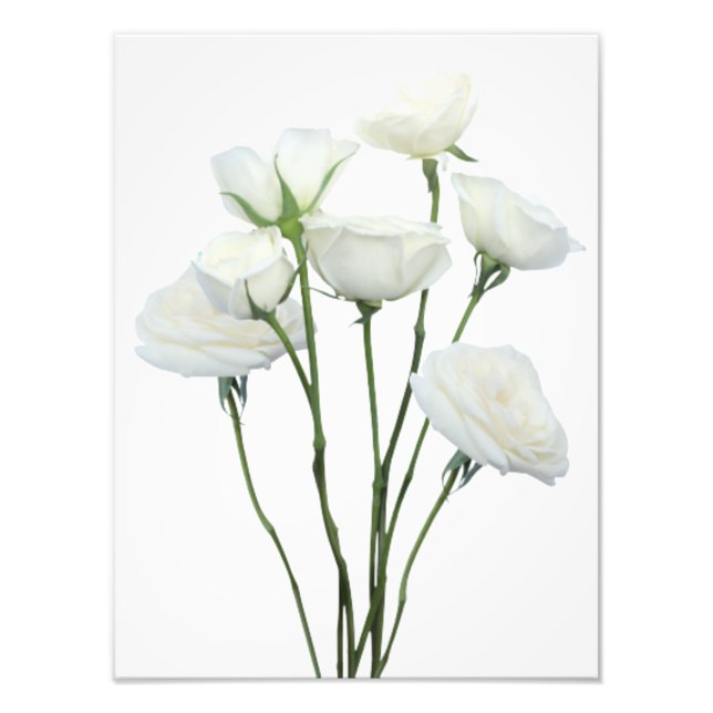 Impression Photo Roses blanches (Devant)
